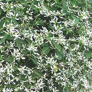 Diamond Frost® Euphorbia